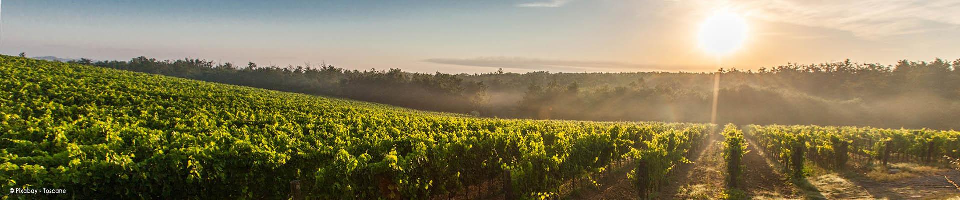 Oenologie-vigne-italie-toscane